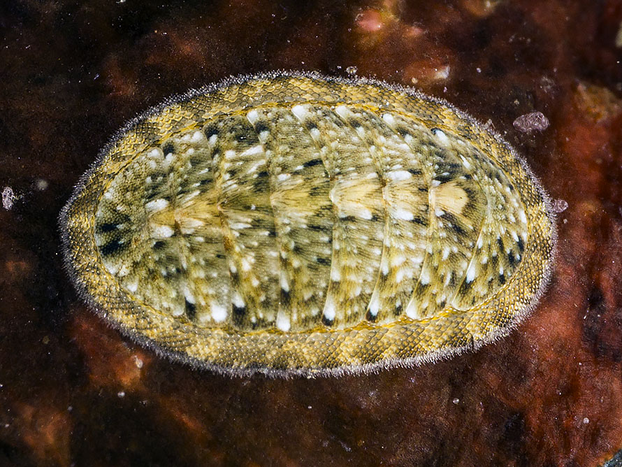 Chiton 05